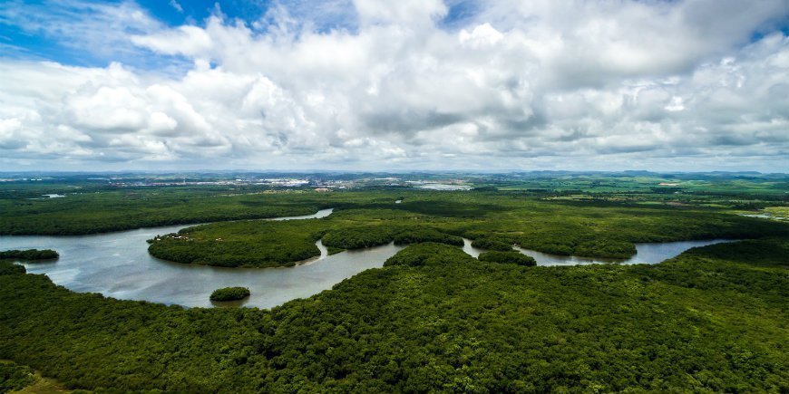 amazonas-regnskogen