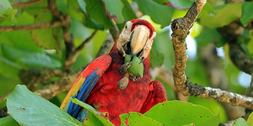 rosa macaw