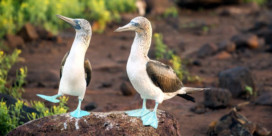 Blåfotsule Galapagos