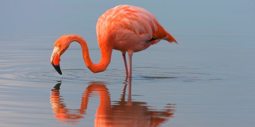 Flamingo Galapgos