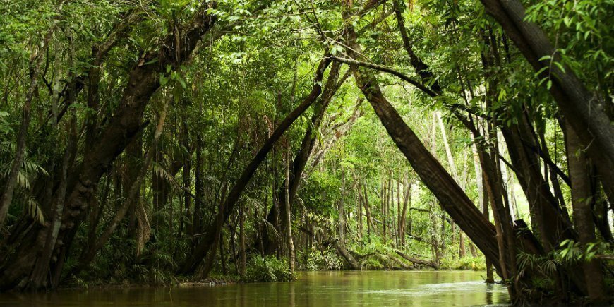 Amazonas jungelen