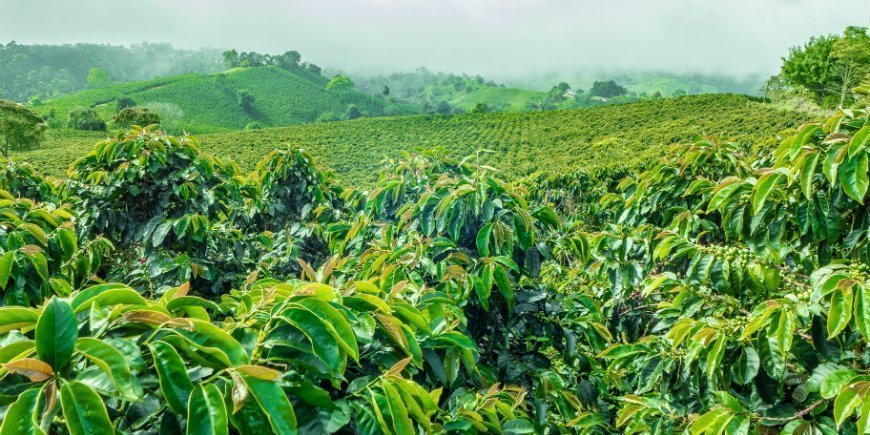 kaffe-regionen i Colombia